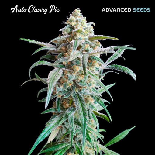 Auto Cherry Pie fem. Advanced Seeds