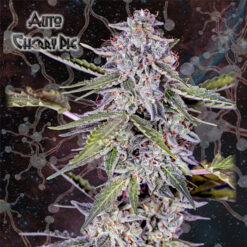 Auto Cherry Pie fem. Nemeseeds