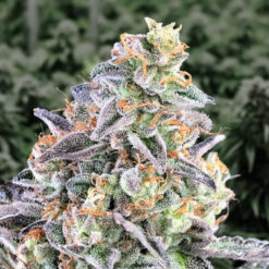 Auto Cherry Pie High Speed Buds