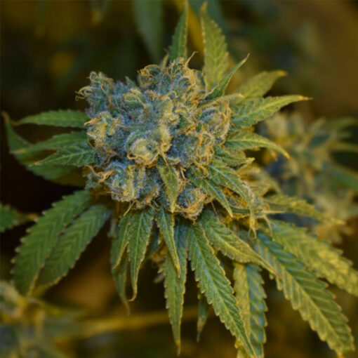 Auto Cherry Punch fem. Philosopher