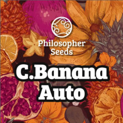 Auto Chiquita Banana 3 u fem  Philosopher