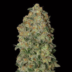 Auto Chocolate Skunk fem. 00 Seeds