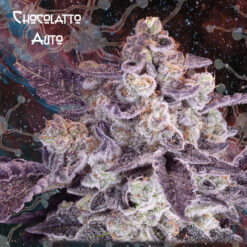 Auto Chocolatto fem. Nemeseeds