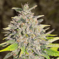 Auto Chocolope High Speed Buds