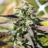 Auto Chunkadelic 3 u. fem Humbold Seeds Company