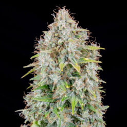 Auto Cinderella fem. FastBuds Seeds