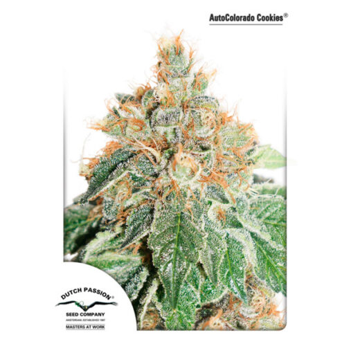 Auto Colorado Cookies fem. Dutch Passion