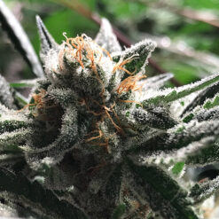 Auto Condor fem. R-Kiem Seeds