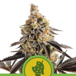 Auto Cookies Gelato fem. Royal Queen