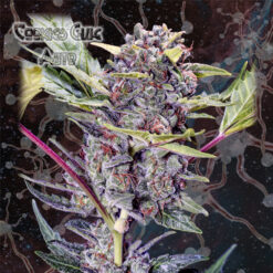 Auto Cookies Glue fem. Nemeseeds