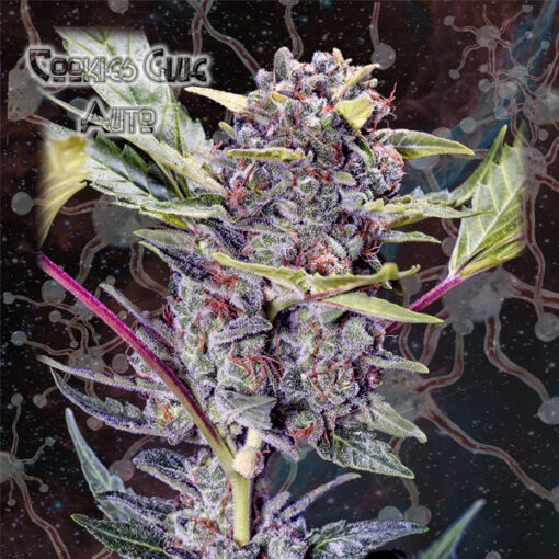 Auto Cookies Glue fem. Nemeseeds