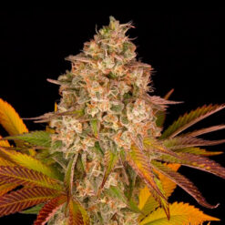Auto Cookies Kush fem. Barney's