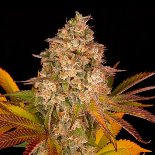 Auto Cookies Kush fem. Barney's