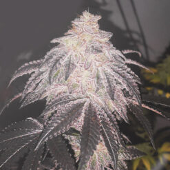 Auto Cookies Sherbet fem. Medical Seeds