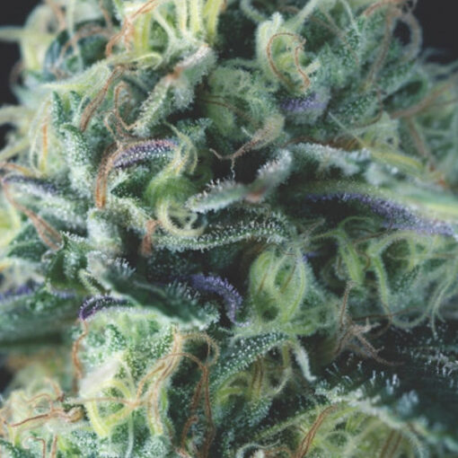 Auto Cookies USA 3 u. fem. Pyramid Seeds