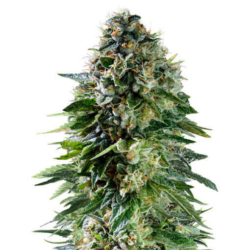 Auto Corkscrew fem. Royal Queen x Tyson 2.0