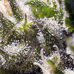 Auto Cream Caramel fem. Sweet Seeds