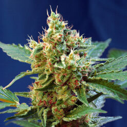 Auto Cream Mandarine XL fem. Sweet Seeds