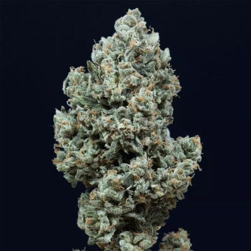 Auto Critical + 2.0 fem. Silent Seeds