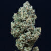 Auto Critical + 2.0 fem. Silent Seeds