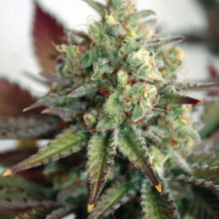 Auto Critical 2.0 XL fem. Garden of Green Seeds