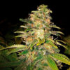 Auto Critical Blue. Expert Seeds
