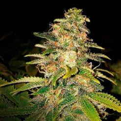 Auto Critical Blue. Expert Seeds