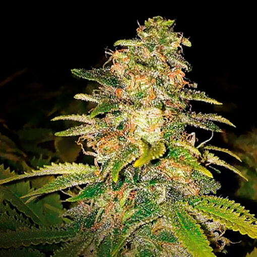 Auto Critical Blue. Expert Seeds