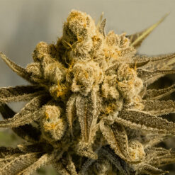 Auto Critical Glue #4 High Speed Buds