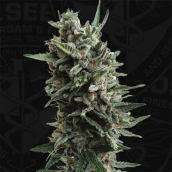 Auto Critical Hog fem. T.H. Seeds