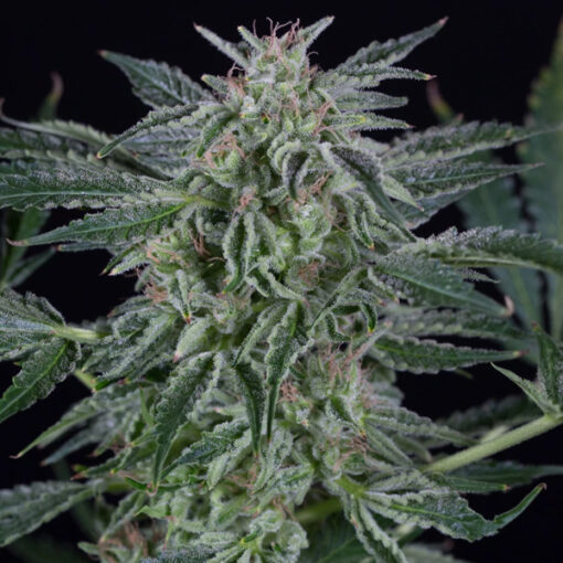 Auto Critical Jack fem. Silent Seeds