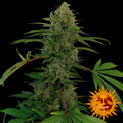 Auto Critical Kush fem. Barney's