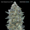 Auto Critical Lemon CBD. fem. Advanced Seeds