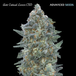 Auto Critical Lemon CBD. fem. Advanced Seeds