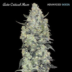 Auto Critical Mass fem. Advanced Seeds