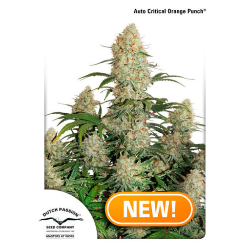 Auto Critical Orange Punch fem. Dutch Passion