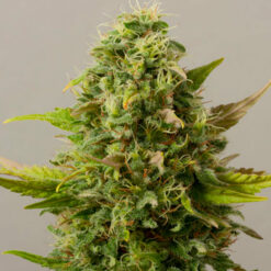 Auto Critical Ryder fem. Black Skull Seeds