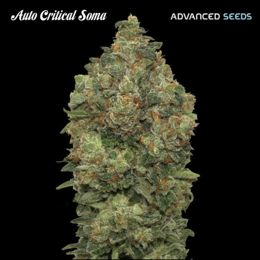 Auto Critical Soma fem. Advanced Seeds