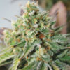 Auto Critical XXL fem. Garden of Green Seeds