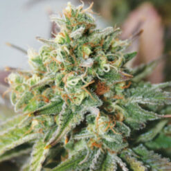 Auto Critical XXL fem. Garden of Green Seeds