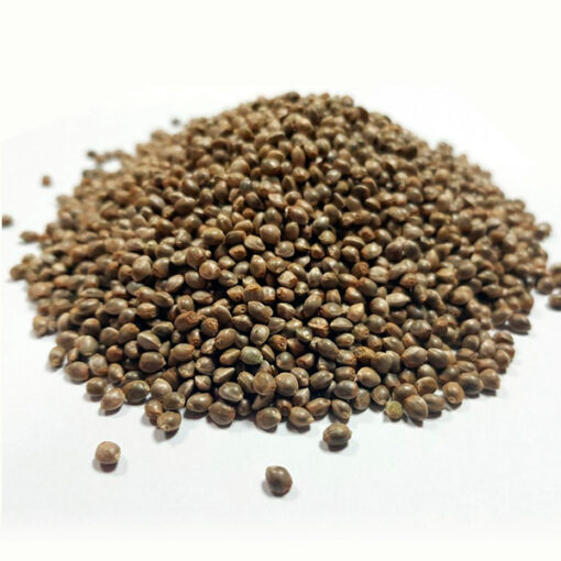 Auto Critical x Auto Somango Granel 100 ud.