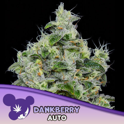 Auto Dankberry  3 u. fem Anesia