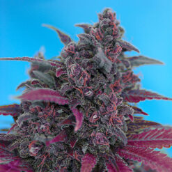 Auto Dark Devil fem. Sweet Seeds