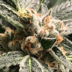 Auto Dark Kush fem. R-Kiem Seeds