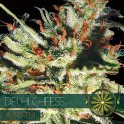 Auto Delhi Cheese 3+1 u. fem. Vision Seeds