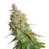 Auto Desfran fem. Dutch Passion