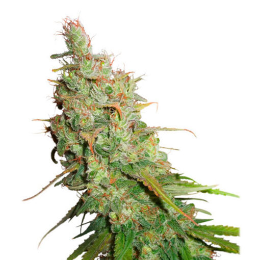 Auto Desfran fem. Dutch Passion