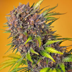 Auto Diablo Rojo XL fem. Sweet Seeds