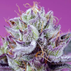 Auto Diablo's Delight XL fem. Sweet Seeds