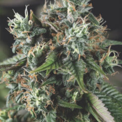 Auto Do-Si-Dos 3 u. fem. Pyramid Seeds